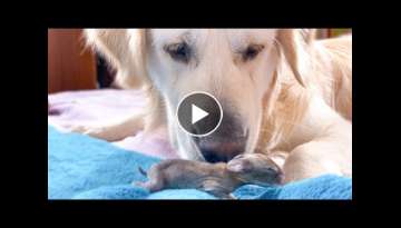 The Funniest and Cutest Golden Retriever Reaction to Baby Bunnies 5 days old