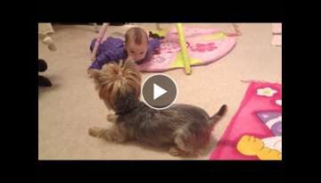 Funny baby and little puppy dog having fun. #yorkie #yorkshire #love #barking