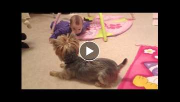Funny baby and little puppy dog having fun. #yorkie #yorkshire #love #barking Funny baby and little puppy dog having fun. #yorkie #yorkshire #love #barking