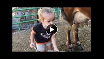 How to Milk a Cow. 2 yr. Old Baby Emma Milks the Family Cow All By Herself