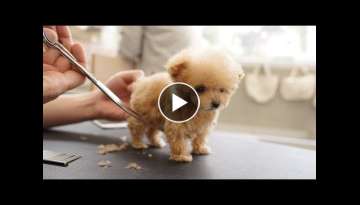Very small puppy, first trimming 3 months old (toy poodle)
