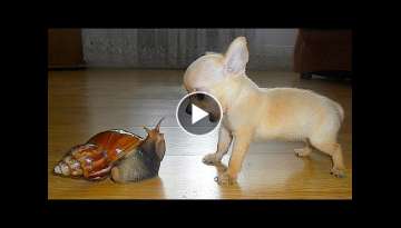 The funniest animals / Fun with cats and dogs The funniest animals / Fun with cats and dogs