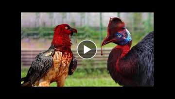20 Deadliest Birds In The World 20 Deadliest Birds In The World