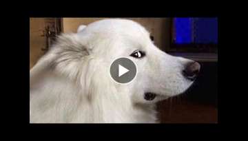 Only DOGS can make us SUPER HAPPY and LAUGH - FUNNY DOG Videos