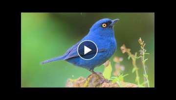 10 Most Beautiful Flowerpiercers in the World 10 Most Beautiful Flowerpiercers in the World