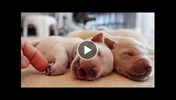 The Cutest Newborn Golden Retriever Puppies!!