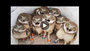 15 Cutest Baby Animals You Need To Pet 15 Cutest Baby Animals You Need To Pet