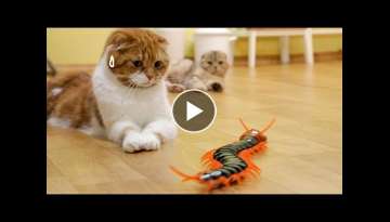 Cats' Reaction to a Giant Centipede