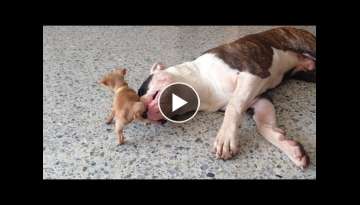 Tiny chihuahua puppy adorably teases sleepy American bulldog Tiny chihuahua puppy adorably teases sleepy American bulldog